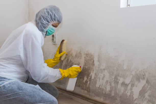 Best Crawl Space Mold Removal  in High Ridge, MO